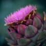 Bretagne, Artischockenblüte © Wolfgang Herath