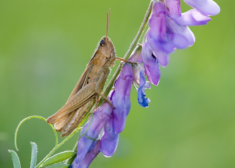 Feldheuschrecke, Acrididae © Wolfgang Herath