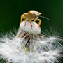 Baumwanze1, Pentatomidae © Wolfgang Herath