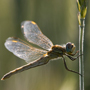 Frühe-Heidelibelle, Sympetrum fonscolombii © Wolfgang Herath