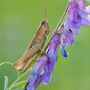 Feldheuschrecke, Acrididae © Wolfgang Herath