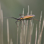 Graswanze2, Leptoterna dolobrata © Wolfgang Herath