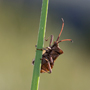 Lederwanze1, Coreus marginatus © Wolfgang Herath