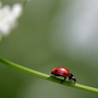 Siebenpunkt-Marienkäfer, Coccinella septempunctata © Wolfgang Herath