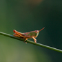 Grashüpfer2, Chorthippus parallelus © Wolfgang Herath