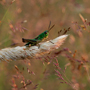 Grashüpfer1, Chorthippus parallelus © Wolfgang Herath