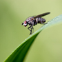 Stubenfliege2, Musca domestica © Wolfgang Herath
