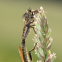 Berg-Raubfliege, Didysmachus picipes  © Wolfgang Herath