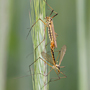 Schnakenpaarung1, Tipulidae © Wolfgang Herath