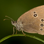 Brauner Waldvogel3, Aphantopus hyperantus © Wolfgang Herath