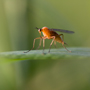 Rotbraune Tanzfliege1, Empis stercorea © Wolfgang Herath