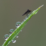 Tau und Fliege, Mai 2010 © Wolfgang Herath