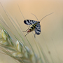 Skorpionsfliege, Panorpa communis, Juli 2010 © Wolfgang Herath