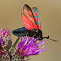 Sechsfleckwidderchen (Zygaena filipendulae) auf einer Ackerdistel, Juni 2014 © Wolfgang Herath