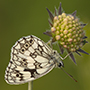 Schachbrettfalter (Melanargia galathea) an einer Acker-Witwenblume (Knautia arvensis), Juli 2014. © Wolfgang Herath