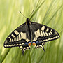 Schwalbenschwanz (lat. Papilio machaon), Juni 2016 © Wolfgang Herath