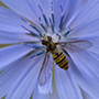 Hainschwebfliege auf Wegwartenblüte, Juli 2016 © Wolfgang Herath