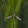 Schnake, Tipulae, Juni 2026 &copy; Wolfgang Herath