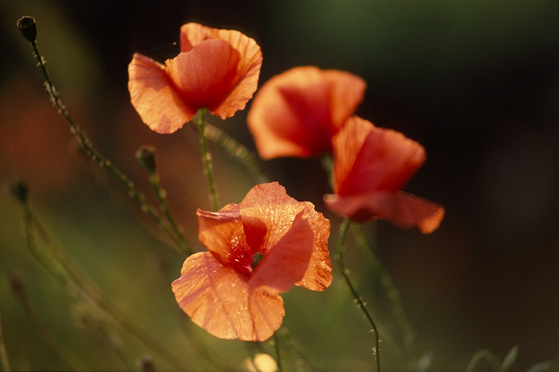  Mohn, Papaver rhoeas © Wolfgang Herath