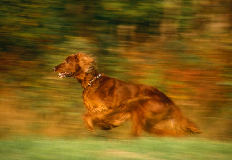 Irischer Setter © Wolfgang Herath